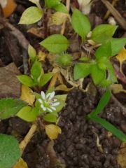 Stellaria media