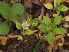 Stellaria media