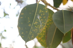 Pseudocercospora ulei