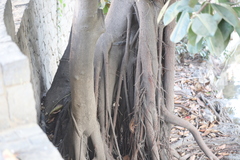 Ficus elastica