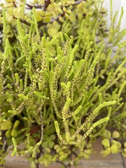 Arthrocaulon macrostachyum