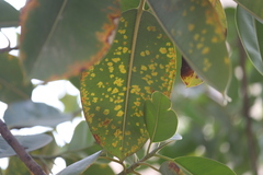 Pseudocercospora ulei