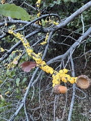 Cerococcus quercus
