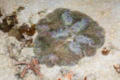 Stichodactyla gigantea