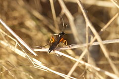 Diphyus quadripunctorius