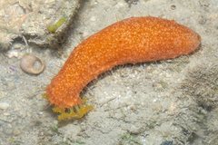 Actinopyga