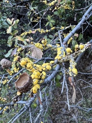 Cerococcus quercus