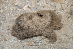 Pilumnus vespertilio