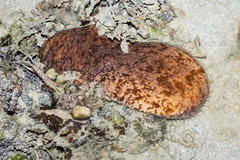 Actinopyga lecanora