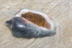 Cymbiola nobilis
