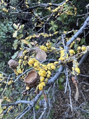 Cerococcus quercus