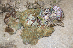 Rhodactis