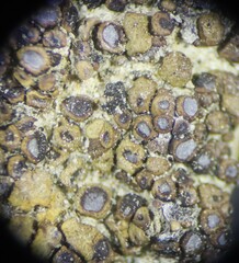 Acarospora obpallens