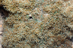Rhodactis