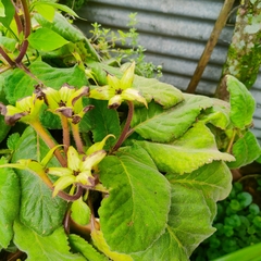 Gesnerieae