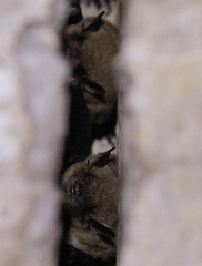 Myotis velifer