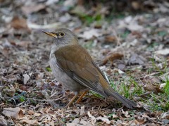Turdus pallidus