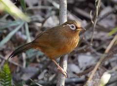 Garrulax canorus