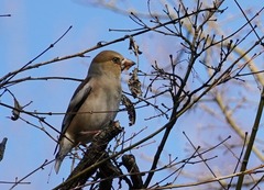 Coccothraustes coccothraustes