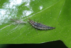 Chrysoperla carnea