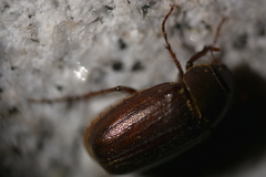 Holotrichia
