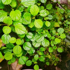 Plectranthus verticillatus