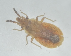 Aradus cinnamomeus