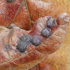 Polystepha symmetrica