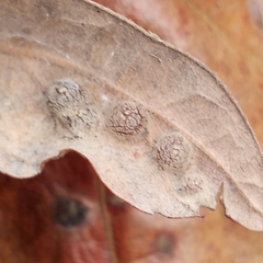 Polystepha symmetrica