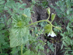 Phacelia viscida albiflora
