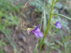 Neogaerrhinum strictum