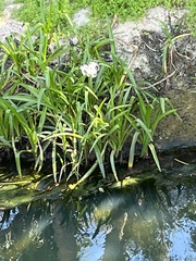 Crinum americanum
