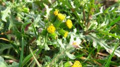 Senecio vulgaris