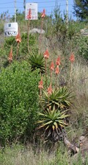 Aloe lineata