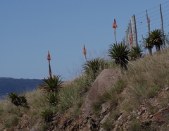Aloe lineata