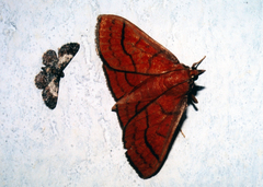 Polygrammodes hercules