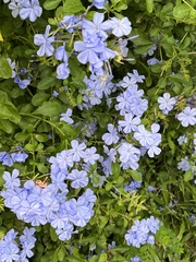 Plumbago auriculata