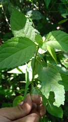 Pavonia sepium