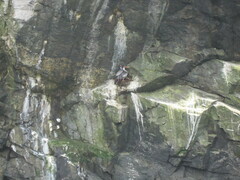 Poikilocarbo gaimardi