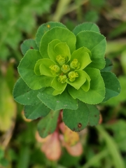 Euphorbia helioscopia