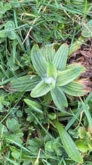 Plantago media
