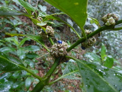 Palicourea axillaris