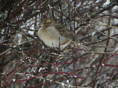 Passer domesticus