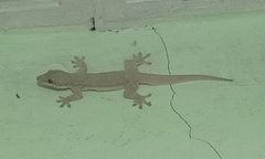 Hemidactylus platyurus