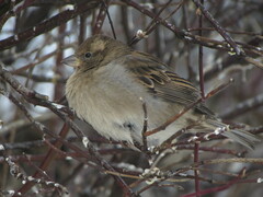 Passer domesticus