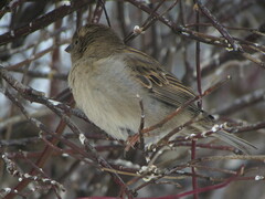 Passer domesticus