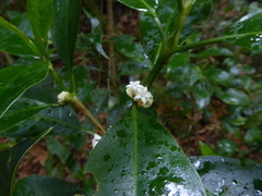 Palicourea axillaris