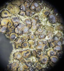 Acarospora obpallens