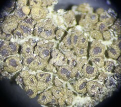 Acarospora obpallens