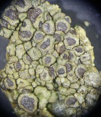 Acarospora obpallens